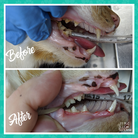 Picture of before and after of a dental procedure on a cat at TLC Cat Clinic