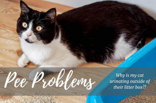 pet problems litter box tlc cat clinic